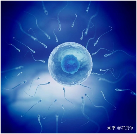 浙江宁波女性赠卵试管婴儿定点医院